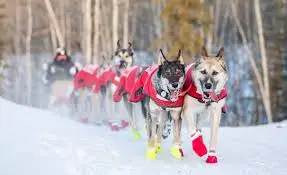 The Yukon Quest